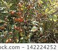 Furano-style garden, rosehips, mid-August 2026 142224252