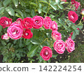 Furano Wind Garden Red Roses, mid-August 2026 142224254