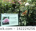Furano Wind Garden Roses, Louis's Tears, mid-August 2026 142224256