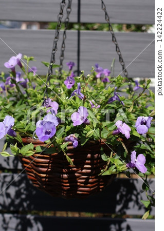 Small blue flowers of Torenia planted in a hanging basket Small blue flowers of Torenia planted in a hanging basket 142224422