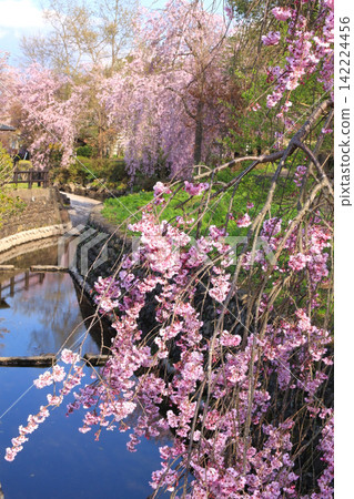 宮城縣上町宮代川屋敷公園的櫻花景色 宮城縣上町宮代川屋敷公園的櫻花景色 142224456