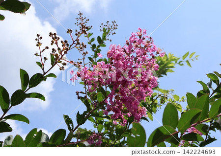 Pink crape myrtle that shines against the blue sky Pink crape myrtle that shines against the blue sky 142224693