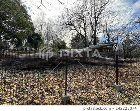 Woodland forest park Woodland forest park 142225074