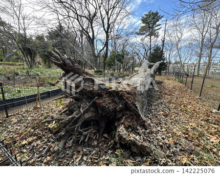 Woodland forest park 142225076