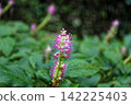 東高根森林公園的御賀利壽花盛開 142225403