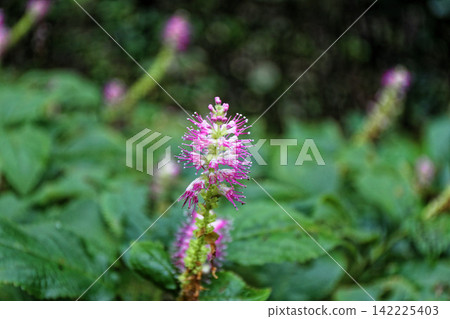 東高根森林公園的御賀利壽花盛開 東高根森林公園的御賀利壽花盛開 142225403