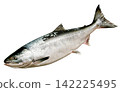 A cutout image of a young chum salmon (Toki salmon) taken facing downwards, with a white background. 142225495