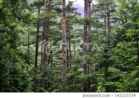 Karikomi Lake, Kirikomi Lake: Scenery of deep mountains and secluded valleys visible from the hiking trail. Karikomi Lake, Kirikomi Lake: Scenery of deep mountains and secluded valleys visible from the hiking trail. 142225534