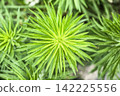 一枝黃花是園丁最討厭的植物。 142225556