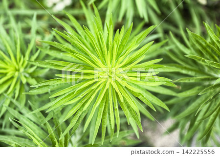 一枝黃花是園丁最討厭的植物。 一枝黃花是園丁最討厭的植物。 142225556