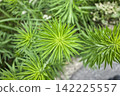 一枝黃花是園丁最討厭的植物。 142225557