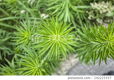 一枝黃花是園丁最討厭的植物。 一枝黃花是園丁最討厭的植物。 142225557