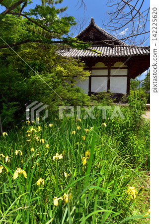 Kairyu-oji Temple: Yellow irises and the main hall Kairyu-oji Temple: Yellow irises and the main hall 142225620