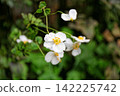 東高根森林公園的日本銀蓮花（秋季白色花朵） 142225742