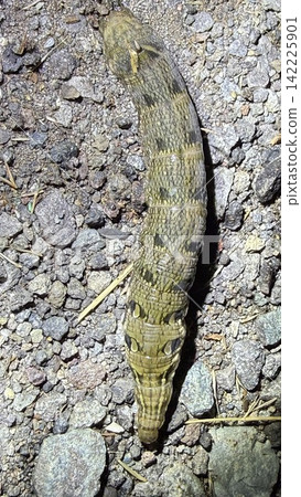 Red-billed hawk moth (larva) Red-billed hawk moth (larva) 142225901