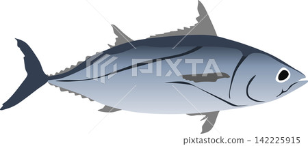 Skipjack illustration Skipjack illustration 142225915