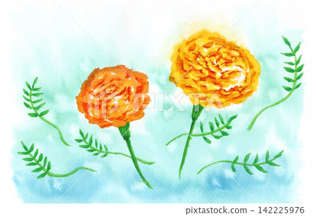 手繪水彩插畫集，描繪了萬壽菊的花朵和葉子 142225976