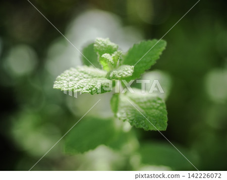 Shining mint leaves Shining mint leaves 142226072