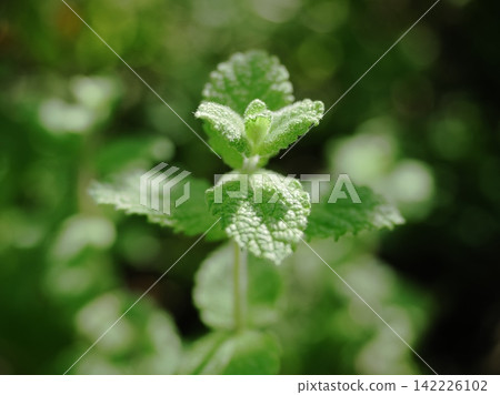 閃亮薄荷 142226102