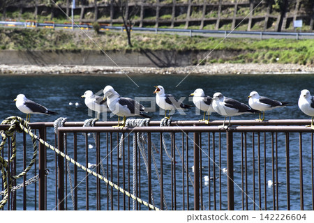 Seagull in Ine Bay 142226604