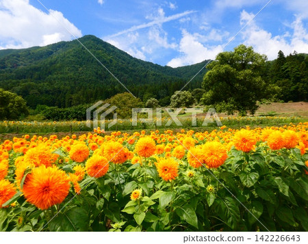 Alps Azumino National Park Sunflower Field (3) Alps Azumino National Park Sunflower Field (3) 142226643