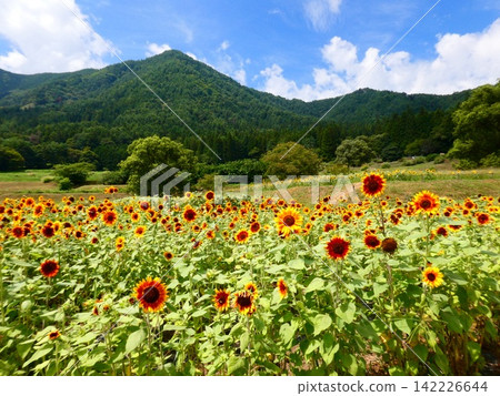 阿爾卑斯山安曇野國立公園向日葵田(2) 阿爾卑斯山安曇野國立公園向日葵田(2) 142226644