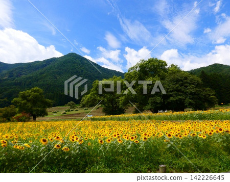 阿爾卑斯山安曇野國立公園向日葵田(1) 阿爾卑斯山安曇野國立公園向日葵田(1) 142226645