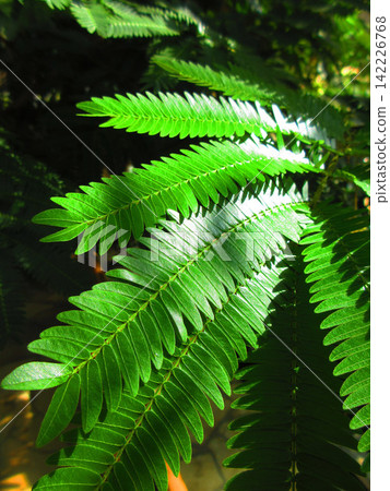 A landscape of Everfresh (Albizia julibrissin) leaves. A landscape of Everfresh (Albizia julibrissin) leaves. 142226768