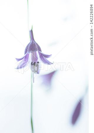 Delicate hosta flowers blooming against a white background Delicate hosta flowers blooming against a white background 142226894