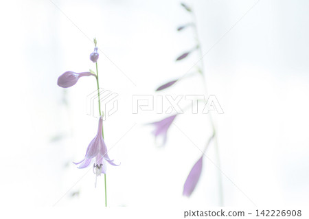A pure and elegant hosta flower against a white background. A pure and elegant hosta flower against a white background. 142226908