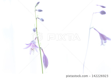 Delicate hosta flowers blooming against a white background Delicate hosta flowers blooming against a white background 142226923