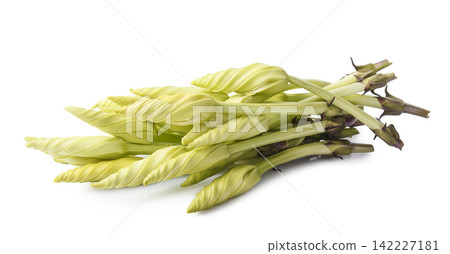 Moonflower Ipomoea alba L. isolated on a white background Moonflower Ipomoea alba L. isolated on a white background 142227181