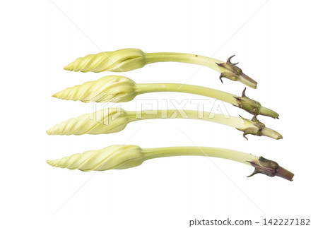 Moonflower Ipomoea alba L. isolated on a white background Moonflower Ipomoea alba L. isolated on a white background 142227182