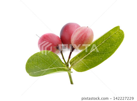 Pile of Karonda Fruit, Carissa carandas L. Karanda; Carunda isolated on a white background Pile of Karonda Fruit, Carissa carandas L. Karanda; Carunda isolated on a white background 142227229