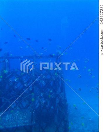 從潛水艇上看到的一群魚 從潛水艇上看到的一群魚 142227283