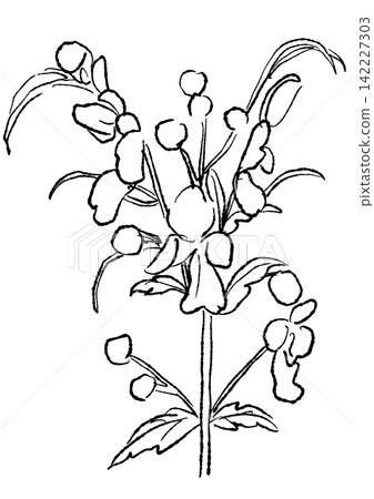A hand-drawn line art illustration of blooming Caryopteris flowers. A hand-drawn line art illustration of blooming Caryopteris flowers. 142227303