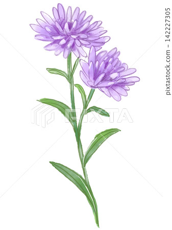 A hand-painted watercolor illustration of blooming peacock asters. A hand-painted watercolor illustration of blooming peacock asters. 142227305