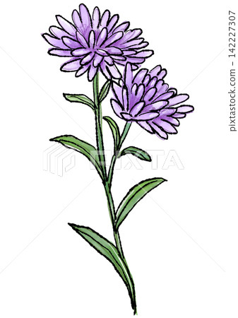 Hand-drawn line art and watercolor illustration of blooming peacock aster flowers Hand-drawn line art and watercolor illustration of blooming peacock aster flowers 142227307