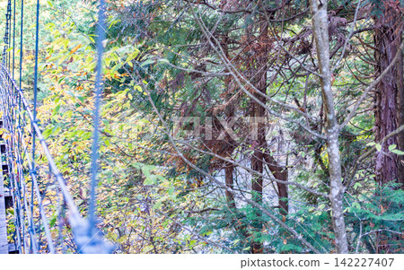 Nakatsugawa/Autumn Tsukechi Gorge 142227407