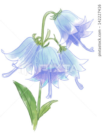 一幅手繪水彩插圖，描繪了盛開的風鈴草花朵。 142227416