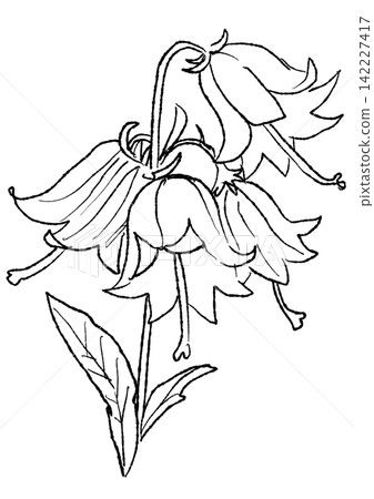 A hand-drawn line art illustration of blooming bellflower blossoms. A hand-drawn line art illustration of blooming bellflower blossoms. 142227417