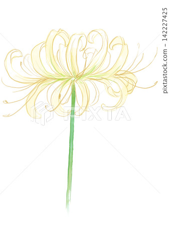 A hand-painted watercolor illustration of blooming white spider lilies. A hand-painted watercolor illustration of blooming white spider lilies. 142227425
