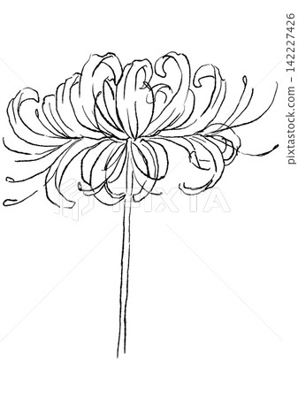 A hand-drawn line art illustration of blooming spider lilies. A hand-drawn line art illustration of blooming spider lilies. 142227426