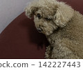 一隻剛睡醒的玩具貴賓犬，臉上帶著疲憊的神情。 142227443