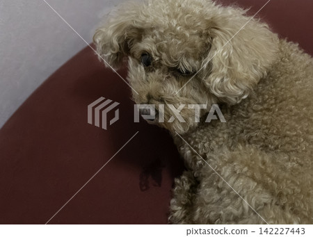 A toy poodle with a worn-out face after waking up. A toy poodle with a worn-out face after waking up. 142227443