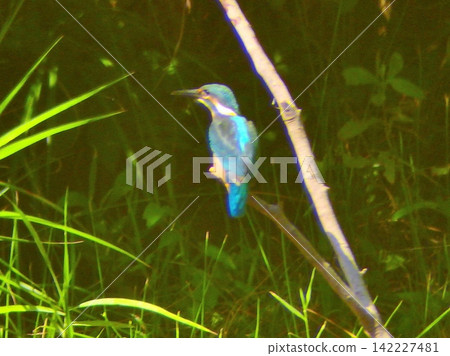 A kingfisher perched on a stick placed in the pond. A kingfisher perched on a stick placed in the pond. 142227481