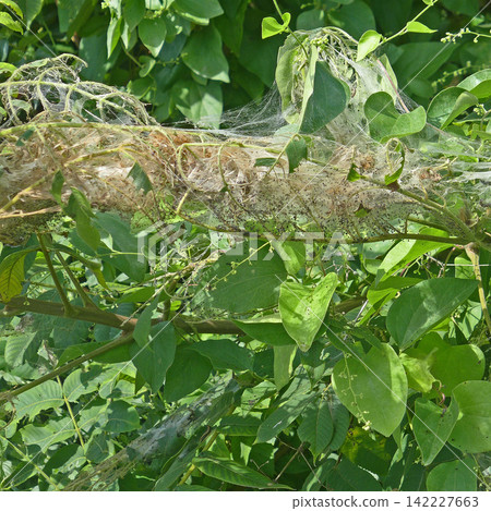The fall webworm pest The fall webworm pest 142227663