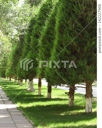 green tree in the park green tree in the park 142227908