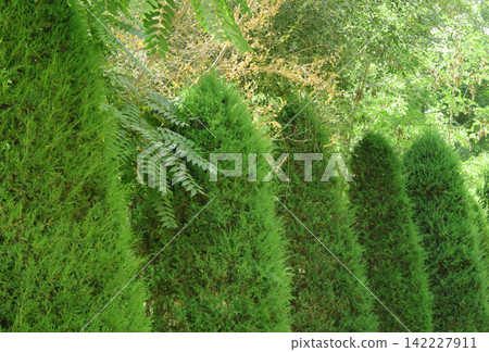 fern in the forest 142227911