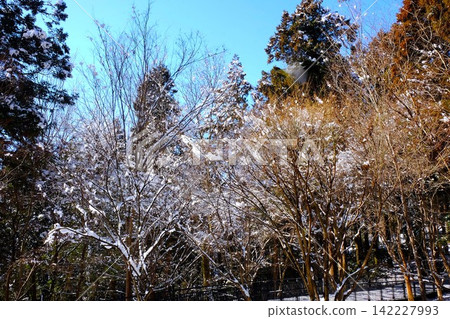 [Kanagawa Prefecture] Snow-covered trees 142227993